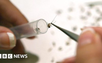 West Nile virus detected in UK mosquitoes for first time