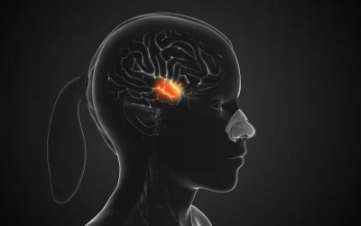 The hunger switch in your nose: How smells tell your brain to stop eating