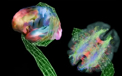 Krakencoder predicts brain function 20x better than past methods