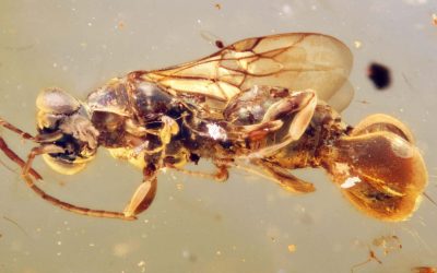 Ancient wasp preserved in amber may have used its rear end to trap flies