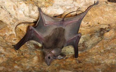 Bats that walk backwards have developed unusual navigation strategy
