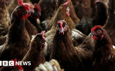 Bird flu confirmed at commercial poultry premises near Lakenheath