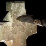 Bats are seeking sanctuary in churches