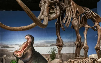 Hippos once roamed frozen Germany with mammoths