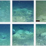 Antarctic robot ‘Lassie’ uncovers thousands of icefish nests beneath Antarctic ice