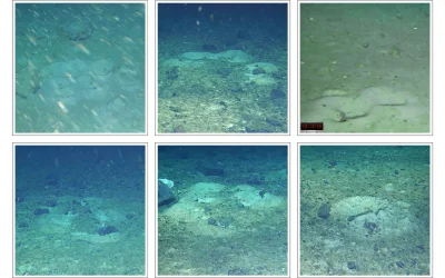 Antarctic robot ‘Lassie’ uncovers thousands of icefish nests beneath Antarctic ice