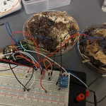 Living computers powered by mushrooms
